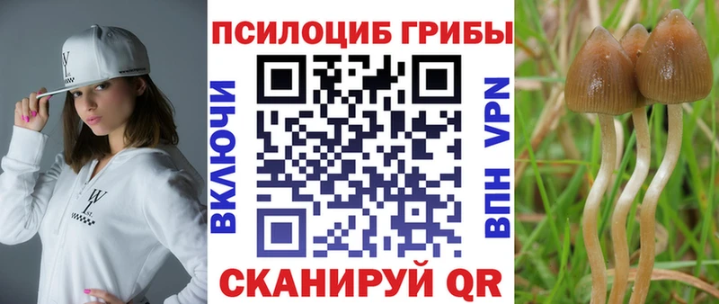 Галлюциногенные грибы Psilocybine cubensis  даркнет сайт  Буинск 